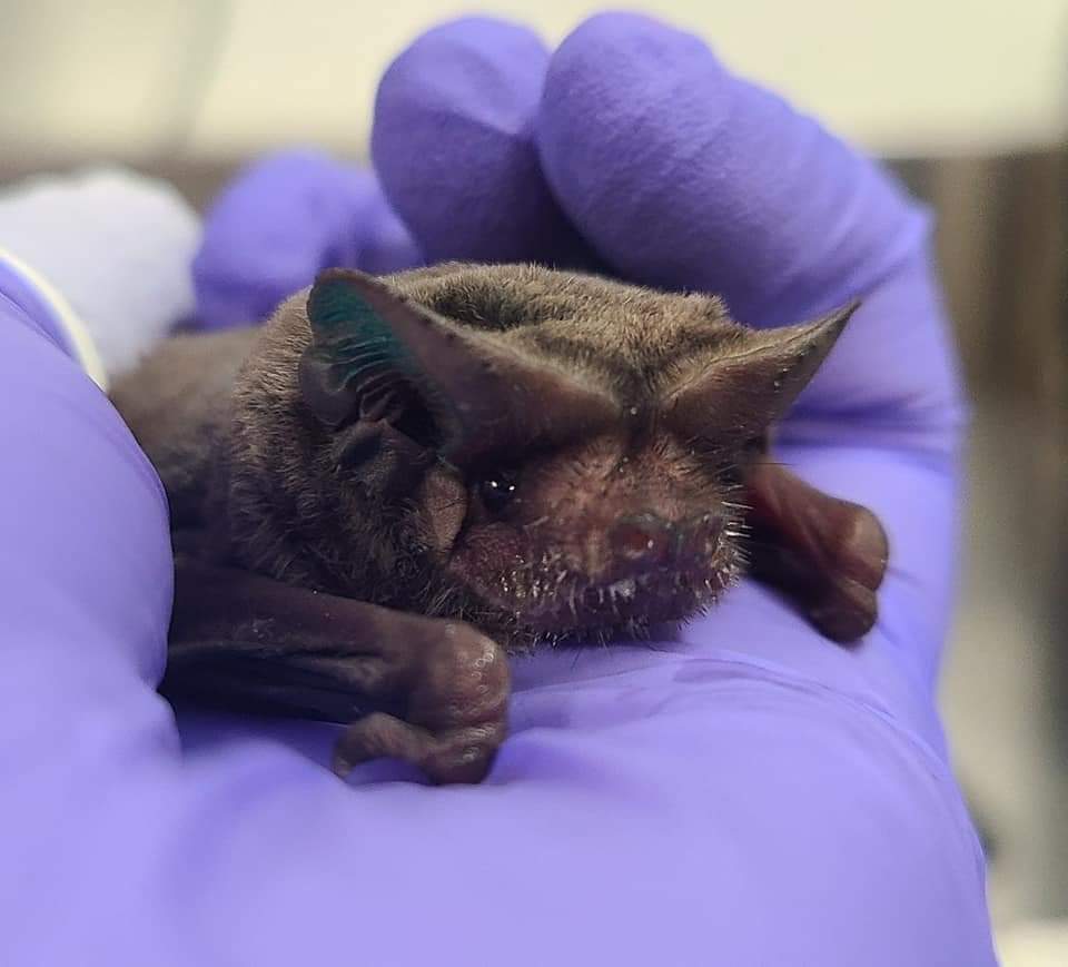 batworld's tweet photo. Yall already know what tomorrow is! π
#BatBootyFriday is nearly here. This week, we are relying on you to help us decide whose booty will be gracing the screen.
Have a specific booty you want to see? Maybe a certain species? Perhaps a fruit bat, or insect bat? Let us know! https://t.co/nhg0GGKbsh