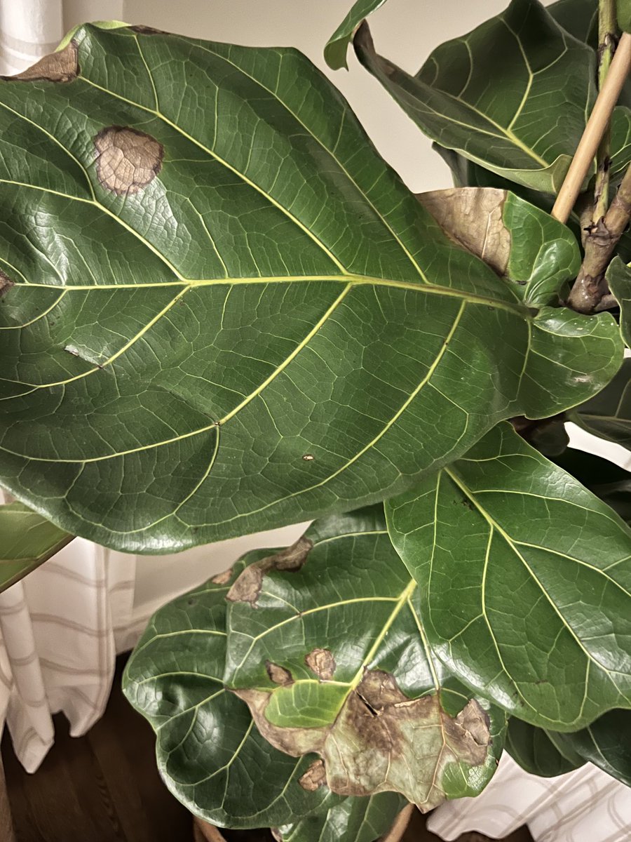#planttwitter #gardentwitter can anyone help me with this indoor fiddle leaf fig!? This has developed and worsened over weeks.. is it some fungus or something “treatable” — watered once weekly, good mixed sunlight. 😞 
#savethefiddle