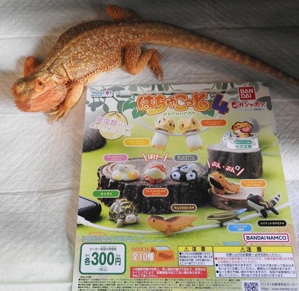 reptilescafe's tweet photo. 真冬の寒さに戻った横浜
お店はマスク・手洗い・消毒の徹底で
営業(11時〜17時、入店16時頃まで)です
写真は
散歩中の #アルゼンチンレッドテグー さんです
#爬虫類カフェ #reptilescafe #横浜カフェ
#レッドテグー #テグー #RedTegu
#保護ペット #保護爬虫類 #ProtectedPet #ProtectedReptiles https://t.co/yRGZGKJiN7