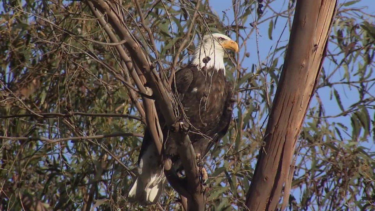 The Bald Eagles have landed 🦅 <a href="/CoricaPark/">Corica Park Golf Course</a> #Alameda
