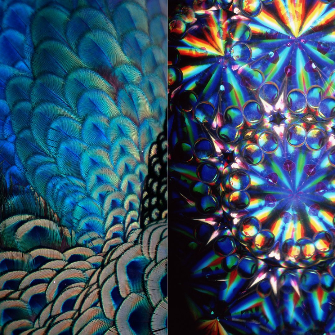 SpaceArtSAE's tweet image. Many bright colors in nature are due to structure, not pigment! Now artists &amp;amp; engineers use structural color to create &amp;amp; express - inspired by nature.
More on #structuralcolor @novapbs fb.watch/iZ_s52qMW8/ 
Exhibit #InspiredByNature @kewgardens tinyurl.com/ypfw6jer #sciart