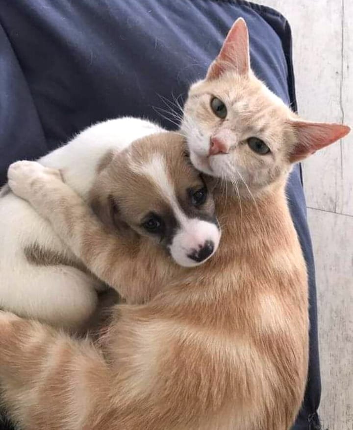 ♡ (@day6ascat6) on Twitter photo 