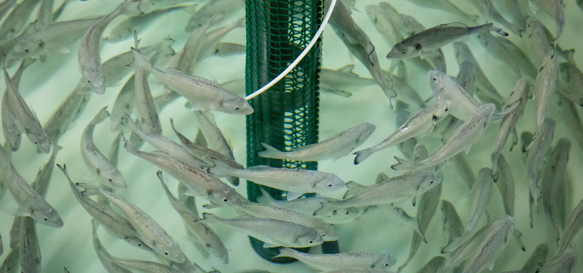 PanoramAcuicola's tweet image. ✔️El #CIHEAM Zaragoza y el proyecto europeo #NewTechAqua organizan un curso avanzado sobre nutrición, alimentación y salud de peces en #acuicultura

👇Más información:
panoramaacuicola.com/2023/02/10/el-…