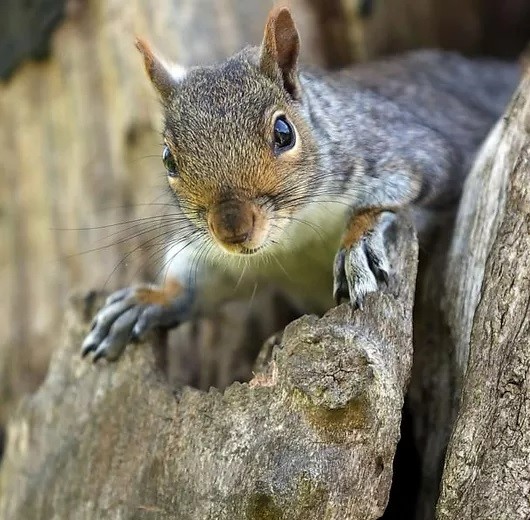A wildlife rehabilitator's primary goal is to return wild animals back to their rightful places in the wild. squirrelrefuge.org #squirrels #squirrelrefuge #squirrelrescue