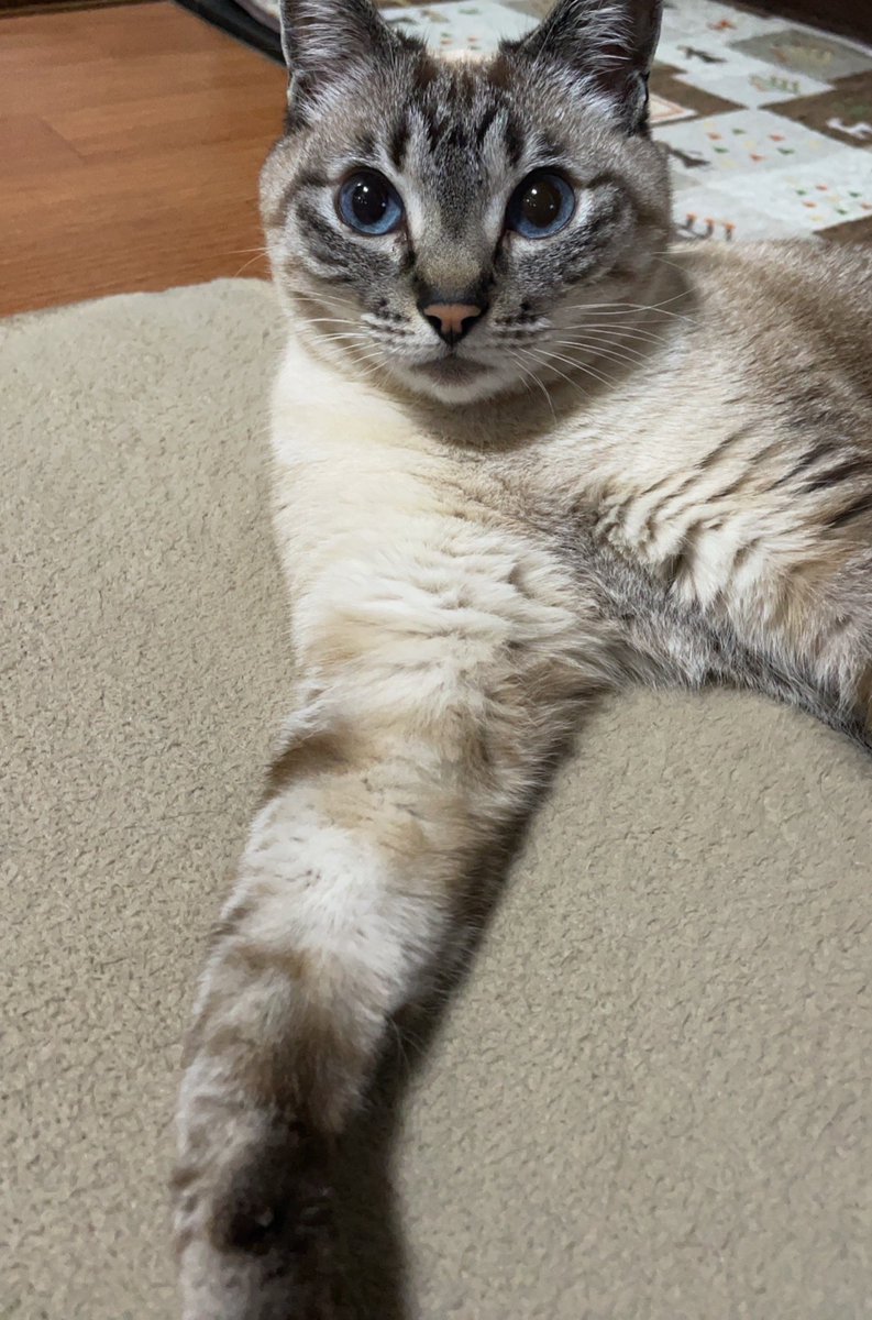 ③猫の日♡限定m(=✧ω✧=)m✧ ✧ ✧ 白猫♡白猫　猫ひな人形 白猫夏鬼(しらねこなつき) on X: 