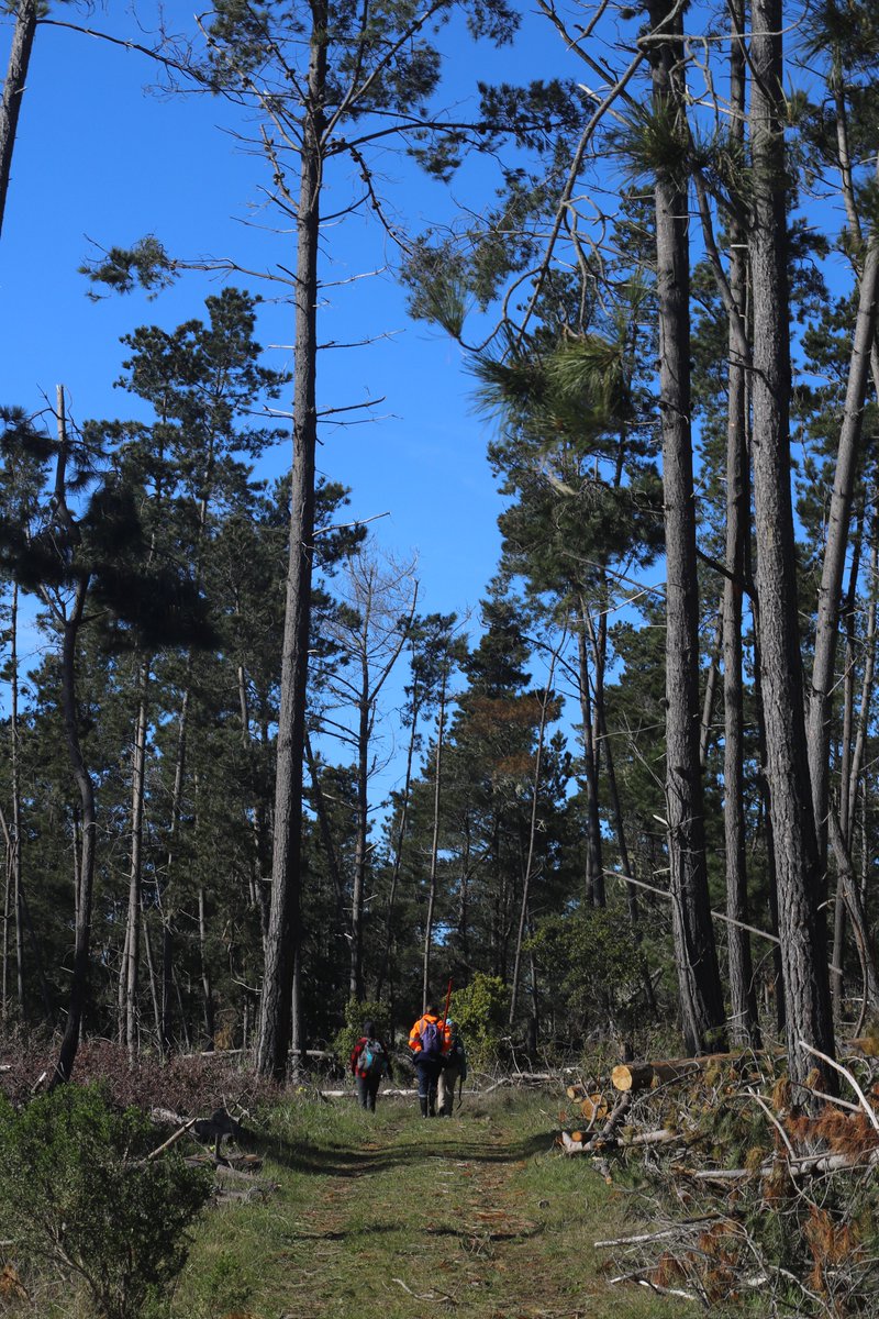 Sarah Addison (@sl_addison) on Twitter photo Beautiful day out in Cambria sampling Pinus radiata with <a href="/MicrobiomeTree/">TreeMicrobiome</a>, <a href="/megrua/">Dr Megan RĂșa</a>, <a href="/MariahSlaughte1/">Mariah Slaughter M.S.</a>, <a href="/madegreene/">Madeline Greene</a> Beautiful day out in Cambria sampling Pinus radiata with <a href="/MicrobiomeTree/">TreeMicrobiome</a>, <a href="/megrua/">Dr Megan RĂșa</a>, <a href="/MariahSlaughte1/">Mariah Slaughter M.S.</a>, <a href="/madegreene/">Madeline Greene</a>