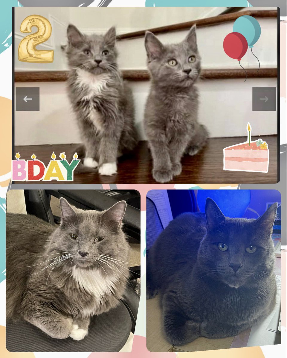 Happy 2nd Birthday Chester (left) & Cruce (right)‼️🎉🥳🎂These brothers are as different as night and day but I love them both immensely. 🐈‍⬛🥰🐈‍⬛ #petadoption #HappyBirthday #brothers #cats #potd #humanesociety #bhfyp #catlove #love