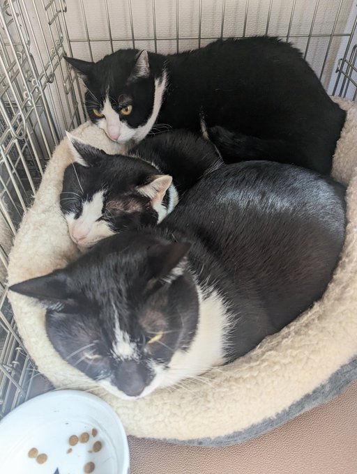 寒くもないのに片方の猫ベッドに3匹…何故なのか… 