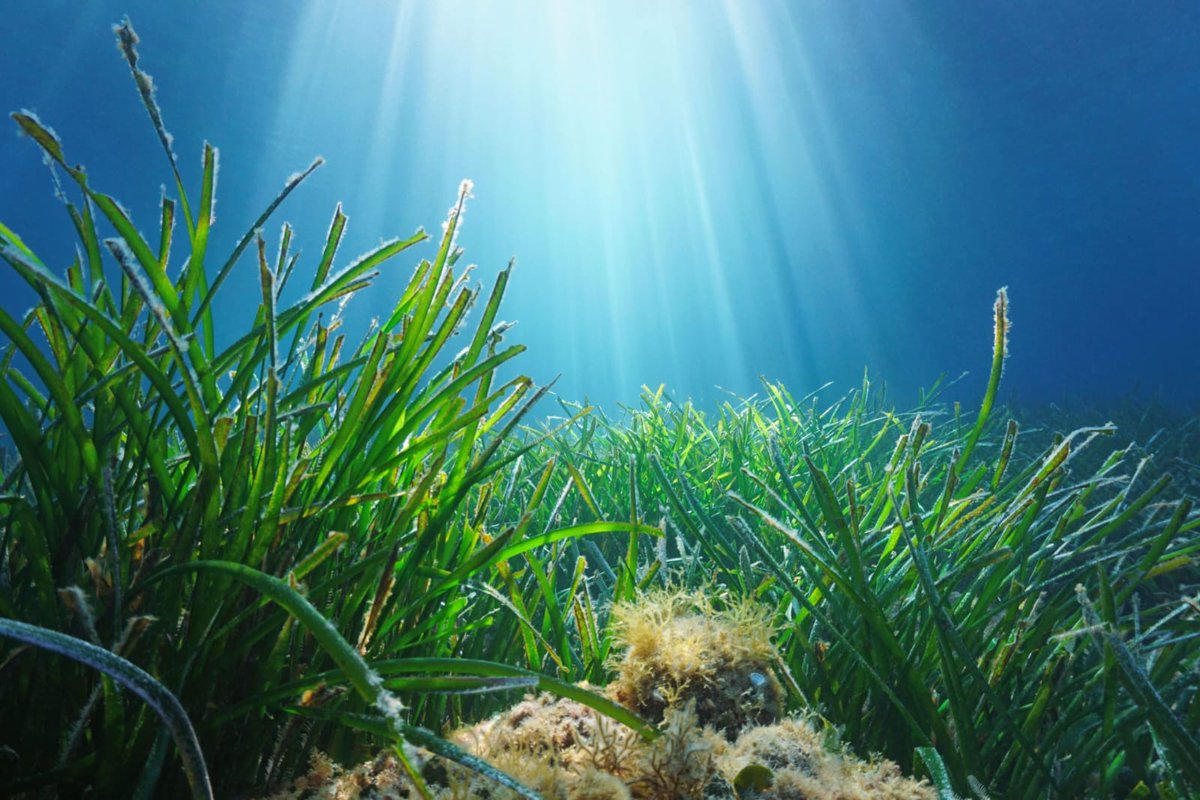 Bio_conoce's tweet photo. Sabías que 📌 Los pastos marinos son plantas acuáticas que se adaptan al lecho marino 🌿🌿🌊 ubicadas en zonas profundas de mares y océanos.

Estos ecosistemas tienen una gran biodiversidad, incluyendo a especies exóticas en peligro de extinción 🐟🐠🐡🐙🦀🦑🐌

#biodiversidad https://t.co/hiIYyOnPaQ