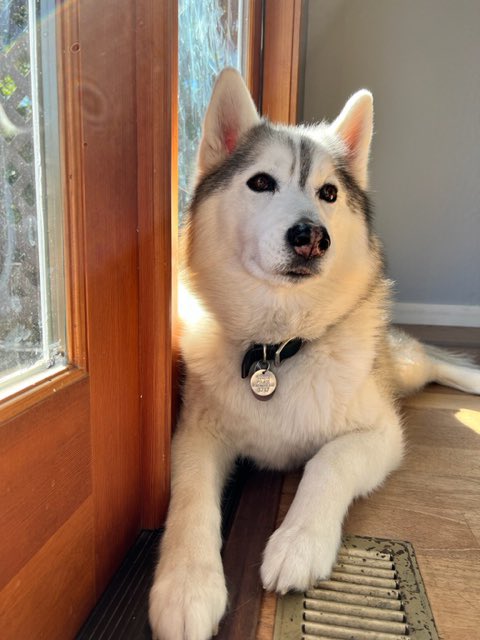 kathygori's tweet photo. Tyrion turned 8 today…here’s our birthday boy! #siberianhusky #sibes #dogsoftwitter https://t.co/194xoNeAqM