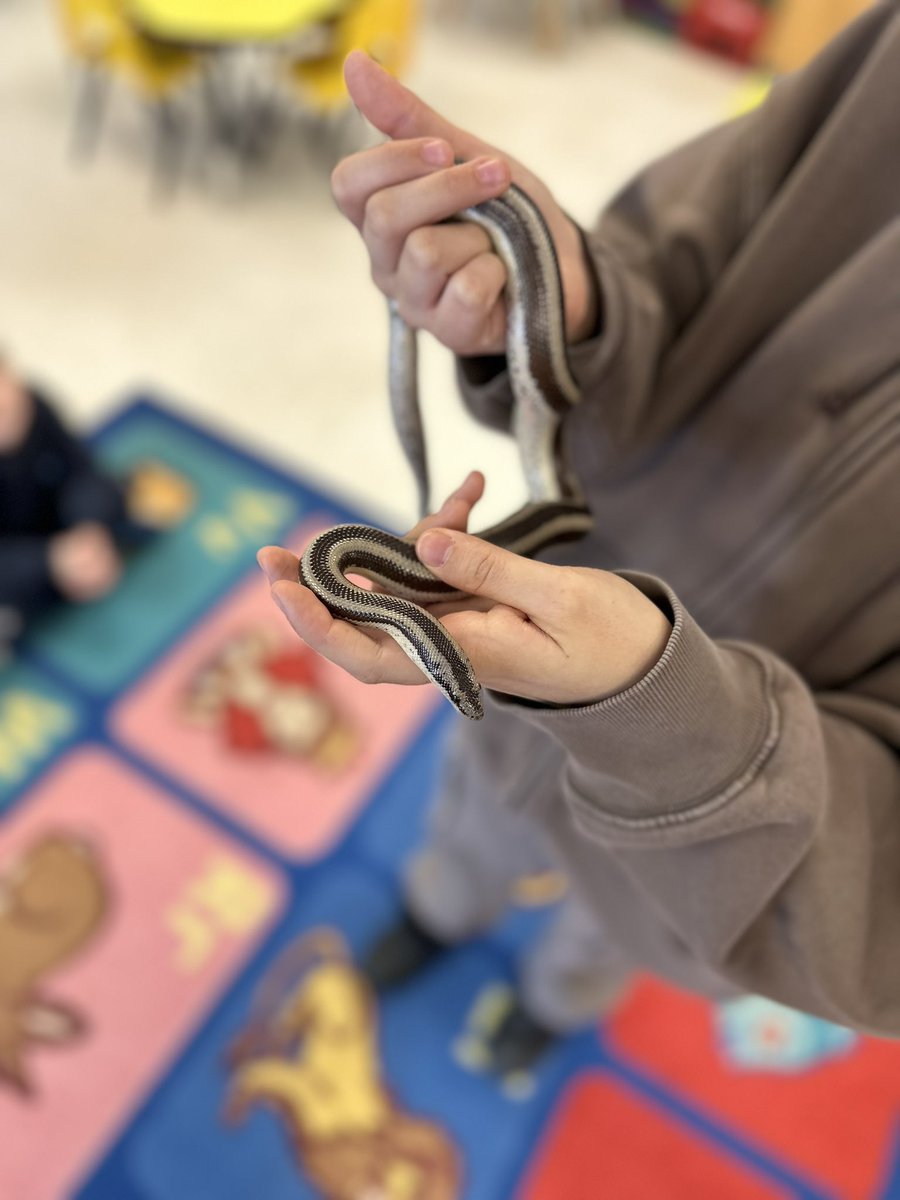 EJroom125's tweet photo. We had some @ReptiliaCanada friends visit @EJSandPS today! 🦎🐢🐍Our K &amp; 1s had so much fun learning our Rusty the Gecko, Tortellini the Turtle, Fang the snake, Stubby the lizard &amp; Juno the snake! https://t.co/SzhyKoAhvu