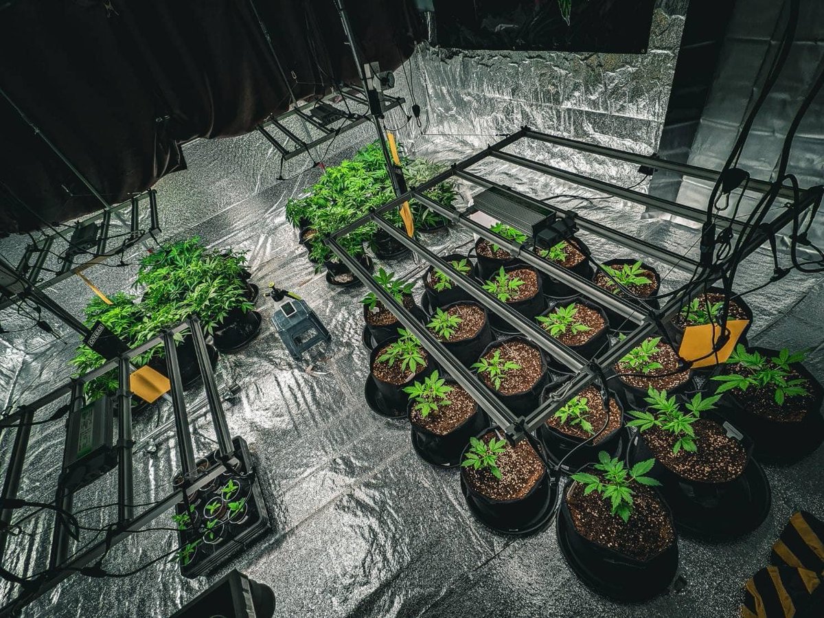 MarsHydroLight's tweet photo. The leaf production from the Funkush farm👍👍
Love it! ❤️
Repost from Facebook Thailand grower@Funkush
See more details: https://t.co/ciMMK6OrwW
Coupon code: MHTwitter
@MarsHydroLight
#marshydro
#marshydrohealth
#marshydrofce6500 https://t.co/iGIOaIrC2K