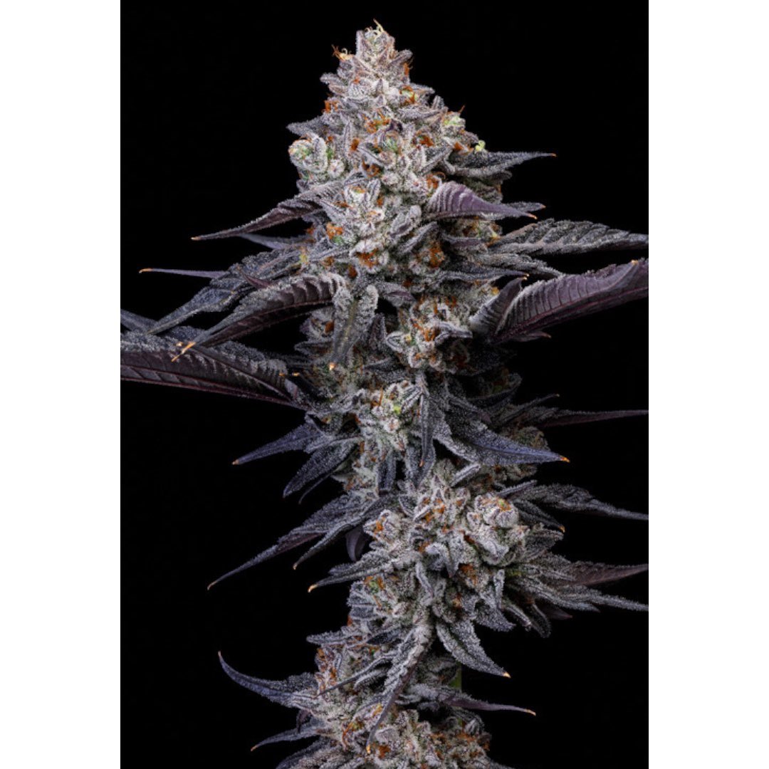 BC Organic Oreoz 

from

Simply Bare Organics. 

This FVOPA certified organic indica hybrid is a cross of Cream D x Secret Weapon

Grown in organic soil, hang dried for 14 days, cold cured, non-irradiated and then placed in a recyclable glass jar

#organic #bcbud <a href="/SimplyBareOrgnc/">Simply Bare Organic</a>