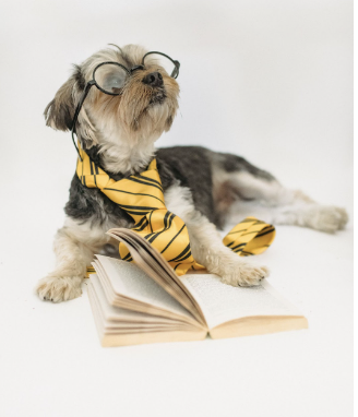 Secondary School Writing Centers Association tweet media