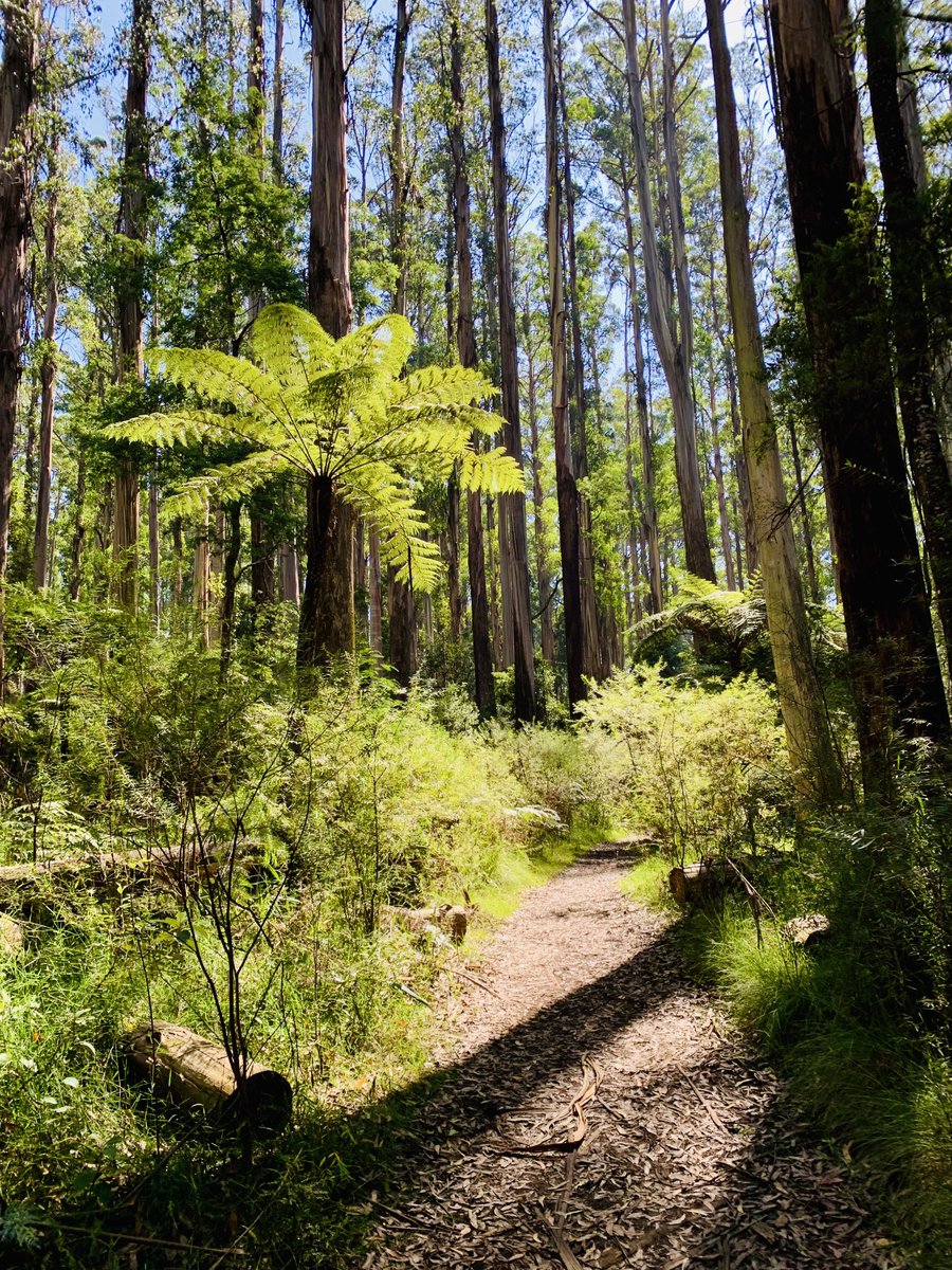 ninakillham's tweet image. Note from the Victorian forests to you: Have a lovely weekend! #friendlytrees #savethetrees #stopnativelogging