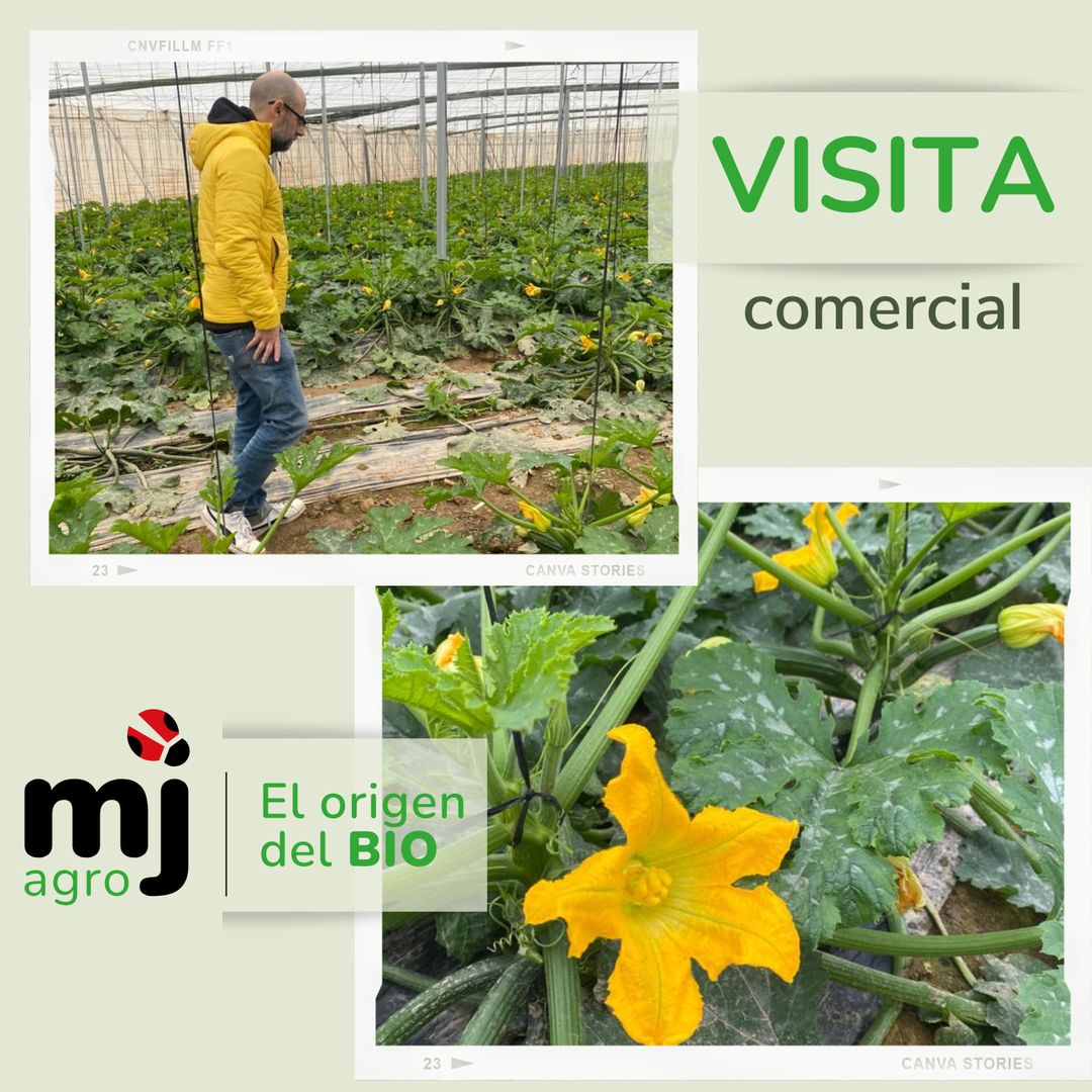 Poli_ElEjido's tweet photo. Patrocinador Oficial del Pvo El Ejido

💙MJ AGROASESORES💙

En #MJAgro tenemos nuestras #fortalezas 💪, y una de ellas es el acompañamiento #comercial al proveedor, así vemos 𝐞𝐥 𝐞𝐬𝐭𝐚𝐝𝐨 𝐝𝐞 𝐥𝐨𝐬 𝐜𝐮𝐥𝐭𝐢𝐯𝐨𝐬 y asesoramos al #agricultor 👩‍🌾 en lo que necesite https://t.co/7pg5XhqTcZ