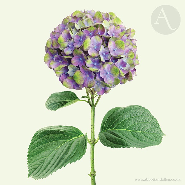 Wishing everyone a happy weekend whoever and wherever you are! 💜💚💜

#friday #FridayVibes #weekendvibes #love #peace #happiness #shopindie #nature #UKMakers  #CraftBizParty #BeKind #flowersonfriday #flowers