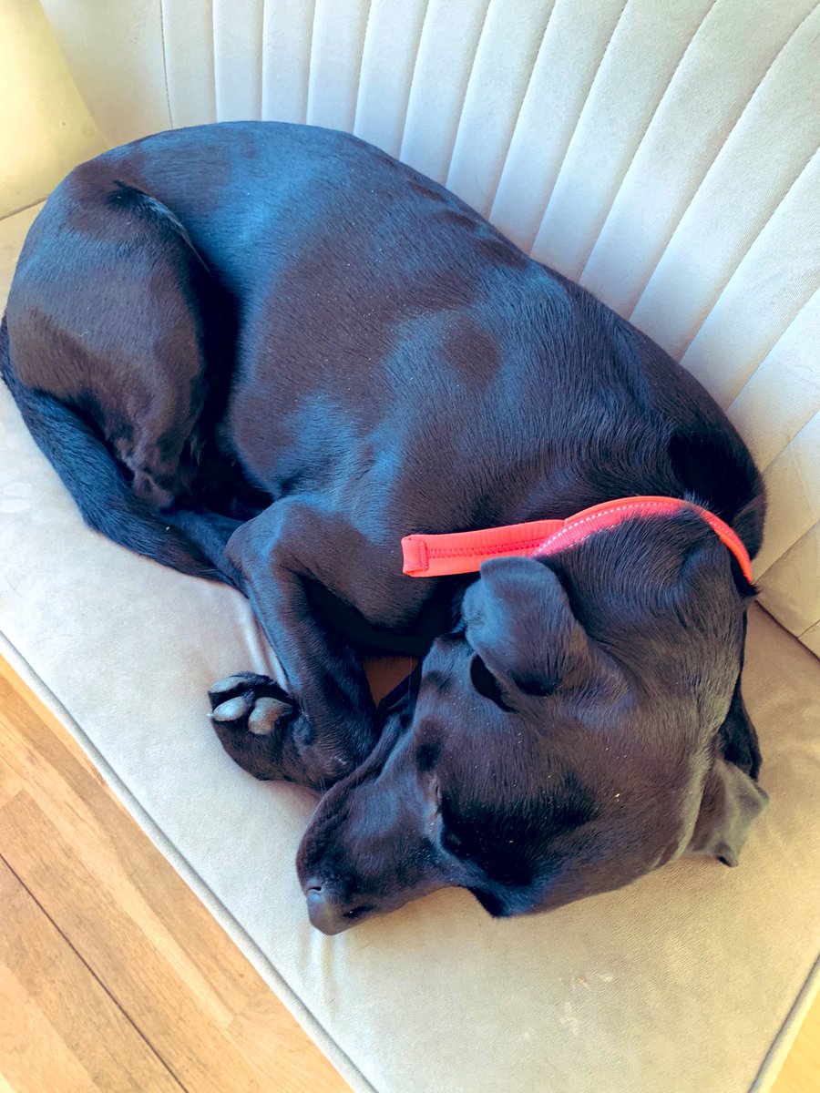 TheAnoushkaW's tweet image. Lionel demonstrating perfectly my get up n’ go spirit today  #isittheweekendyet #dogsoftwitter