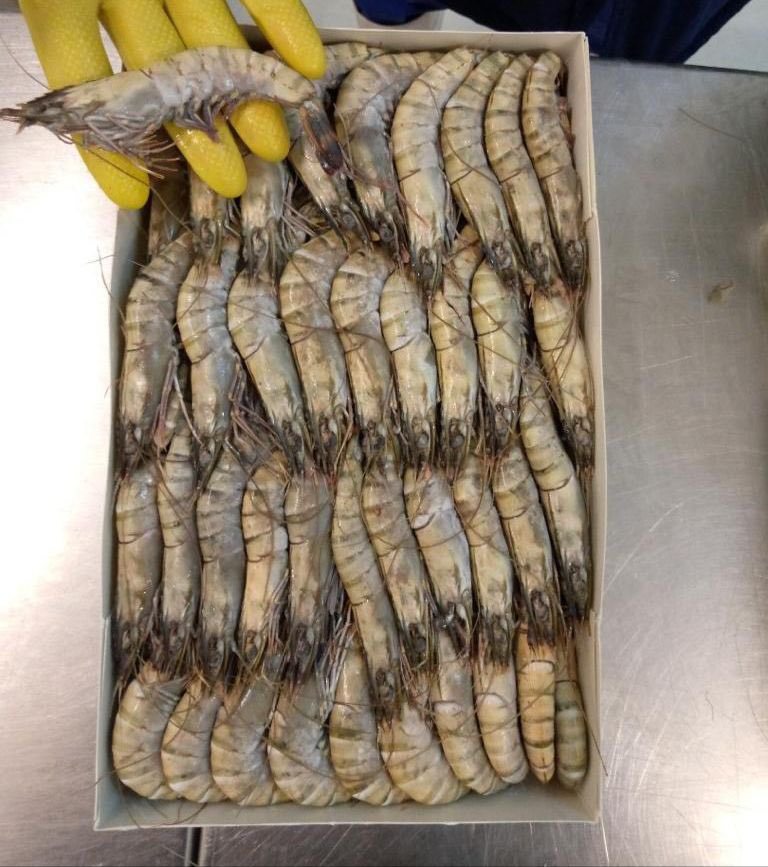 MariscosDa's tweet photo. Bom dia meus marisqueiros, espero que estejam bem. Temos mais uma novidade para vocês. Promoção de camarão S. Por apenas 1800mts. Não demorem. 844135830 podem entrar em contacto https://t.co/3x8bH7lgVg