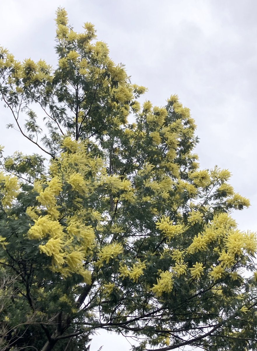 wazzo_m's tweet image. Acacia tree in #StJames’sPark badly damaged in #StormEunice last year, battles bravely on and provides a splash of colour on these overcast days ⁦@theroyalparks⁩ ⁦@TRPGuild7⁩ ⁦@ThorneyIslandSo⁩ #Mimosa #Acacia #resilience