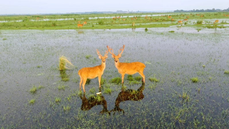 cleanganganmcg's tweet photo. Today is #WorldWildlifeDay - a day that acts as a reminder to value and protect the diversity of our planet. 

Biodiversity conservation being one of the pillars of #NamamiGange mission, NMCG has made significant progress in this aspect. 
#WorldWildlifeDay2023 
#NamamiGange https://t.co/iisl0bHKkF