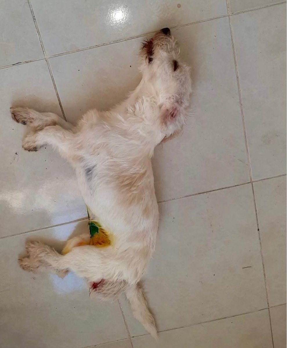 fundaecos AVŞA BARINAĞI VETERİNER SERDAR BAYHAN HESAP VER…
YAZ MEVSİMi BAKTIĞIM ÇOCUKLARI BARINAĞA ALDIRIP NE YAPTIN?
BANA YUVALANDIRDIM DEDİN.AYLAR SONRA YUVALANDIRDIĞIM DEDİĞİN ÇOCUKLARIN ÖLÜ FOTOČRAFLARI GELDİ.BU NASIL BİR YALAN.BU ÇOCUKLARA NE OLDU? 5 BEBEK,2 YETİŞKİN OLAN