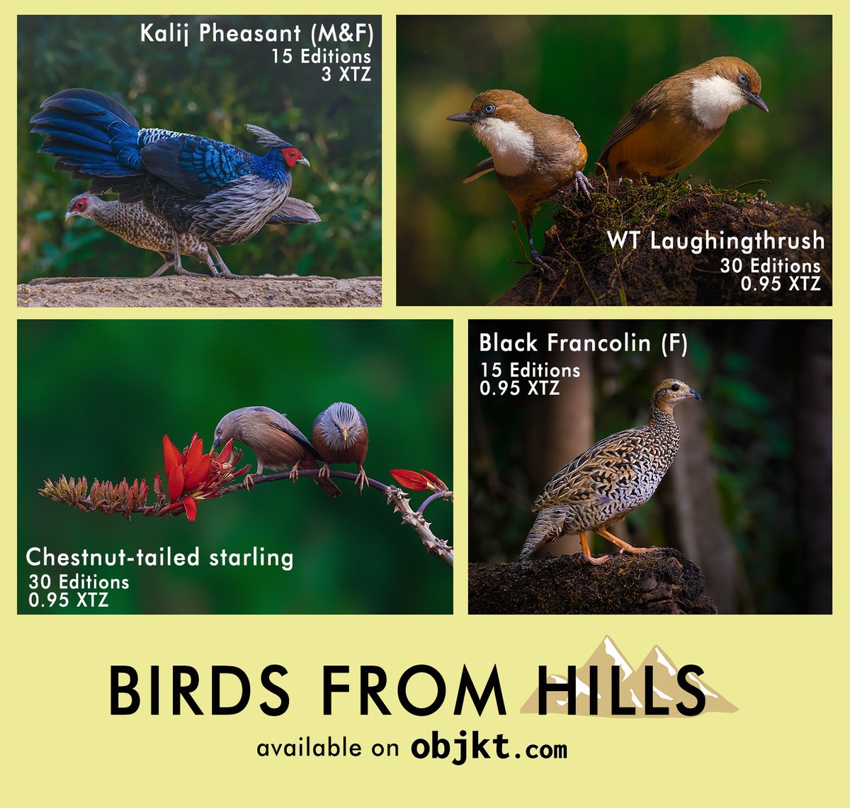AparnaMondalNFT's tweet image. Wishing all a very happy World Wildlife Day !!!

🐤🕊️🦅🦉🦩🦜🦢🦆

My new collection &quot;BIRDS from HILLS&quot; now availble on @objktcom 

🔗 in comment 
#tezos