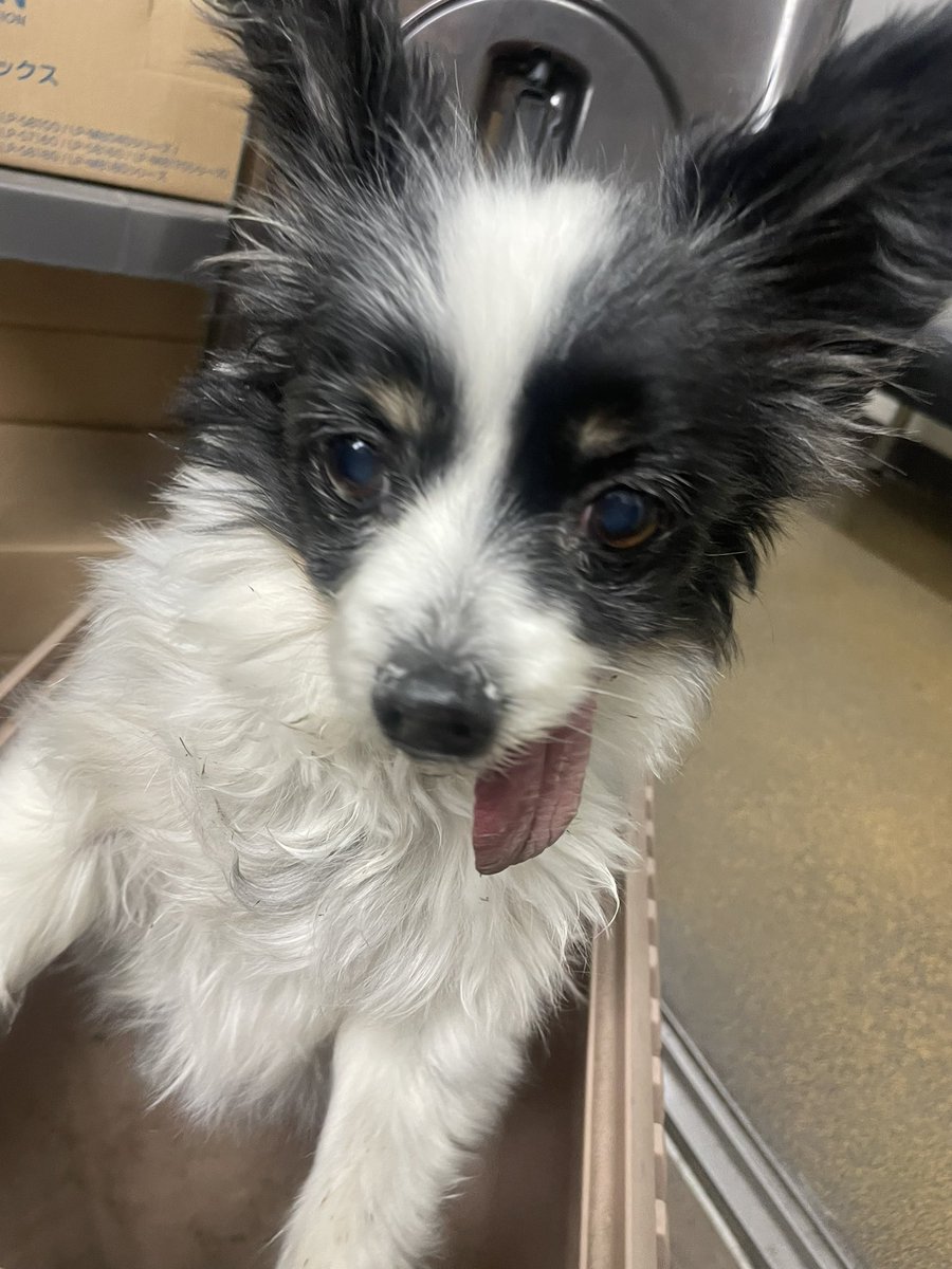 ciel_4_mr's tweet photo. 児玉町児玉 ダイエイ前 迷子犬
児玉警察に届けてあります。

#迷子犬 #児玉町児玉 https://t.co/G97QEEwY0h