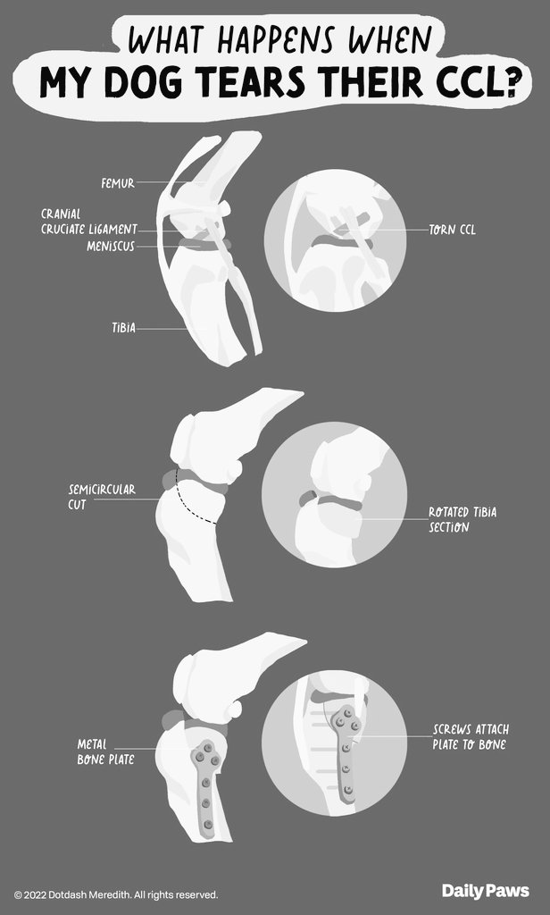 Update: Tugboat has a CCL tear in his other knee. He goes for surgery on the 14th, 6 month recovery after and is expected to get back to 100%  

Streams will be impacted a so bear with me, I'll still stream weekly, but his comfort/safety comes first. Thanks for all the love!