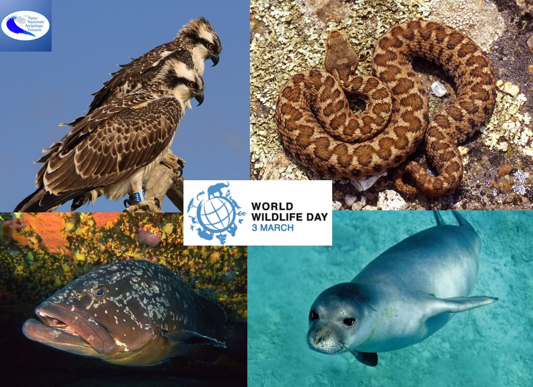 #worldwildlifeDay 3 marzo 2023 Festeggiamo oggi il World Wildlife Day ribadendo l’impegno quotidiano per tutelare la straordinaria biodiversità dell’Arcipelago Toscano <a href="/IUCN/">IUCN</a> <a href="/Federparchi/">Federparchi</a> <a href="/EUROPARC/">EUROPARC Federation</a> <a href="/Bluemarinef/">Blue Marine Foundation</a> <a href="/UNESCO_MAB/">UNESCO Biodiversity</a>