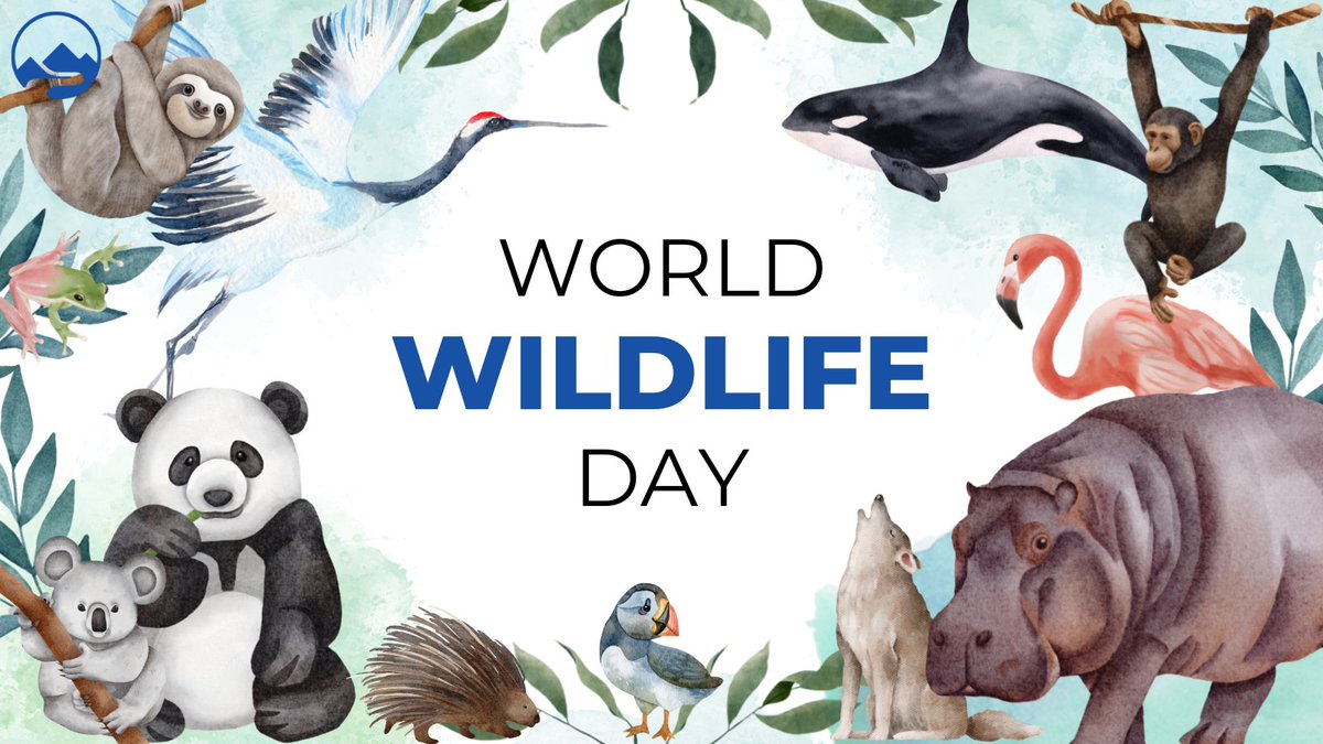 third_pole's tweet photo. 🌱 This #WorldWildlifeDay, we look at conservation initiatives in India 🇮🇳 and Pakistan🇵🇰 that aim to help some of the region’s less beloved animals.

@UNBiodiversity @WildlifeDay #WWD2023 #CITES50 @CITES

🧵1/2 https://t.co/99nvXCERGu
