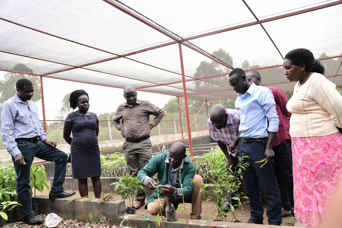 FairventuresUg's tweet photo. Stay Phase 1 partners get hands-on vegetative propagation and grafting training at Naffori.
They gained valuable knowledge on improving #tree quality through proper requirements and procedures.
#StayPhase1 #treeimprovement #vegetativepropagation #Graftingtechniques https://t.co/txAdLV3g5S