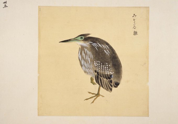 絶滅危惧種のぽにょ様専用-