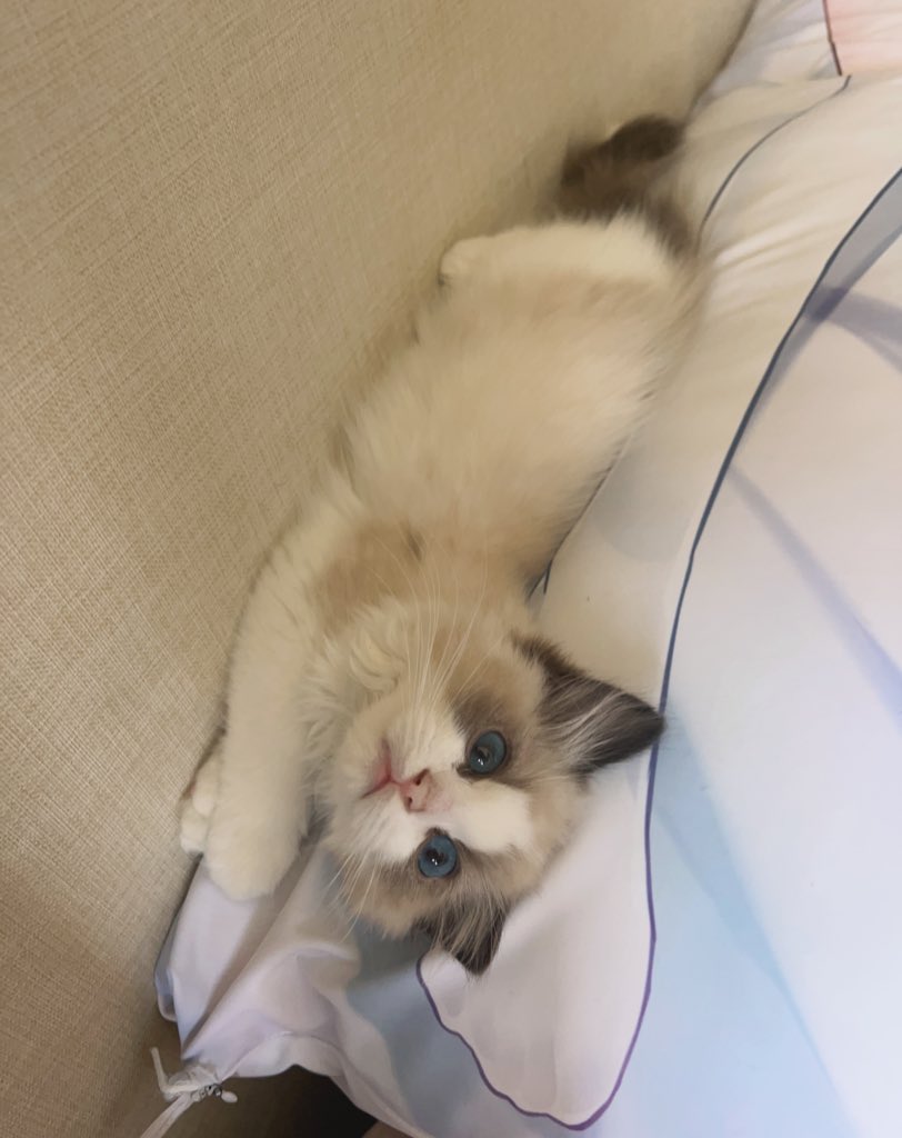 晒晒睡在lulu白丝腿上的猫猫 https://t.co/KXTrVGdYKk