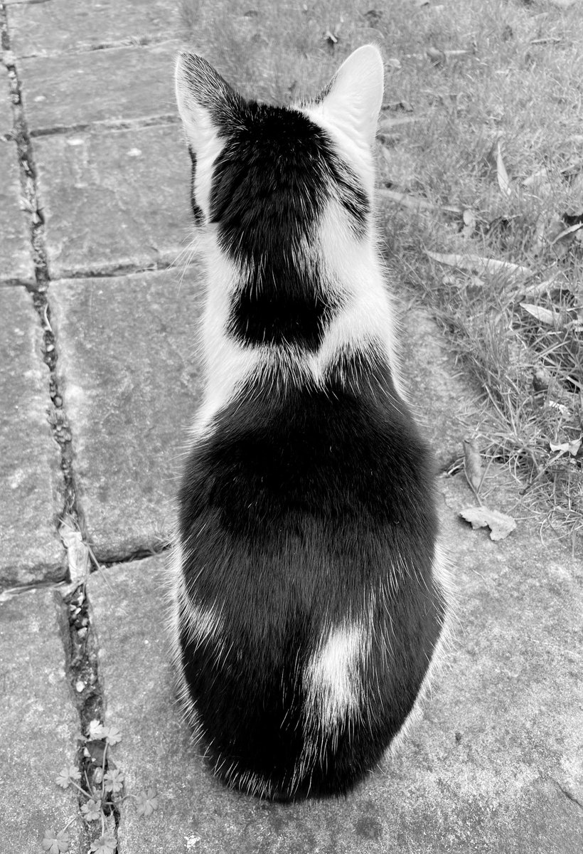 Splodgy black and white cats are made for #catnoirfriday 🖤🤍 

#hedgewatch #cats #tuxedo #blackandwhitephoto #blackandwhitecat #CuteCats #Friday #fridaymorning