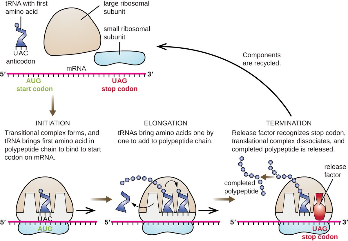 Translation in bacteria begins with the formation of the initiation complex. The following is a chart explaining the initiation process of a ribosome. #CELLebration2023 #WeAreBarrons #Ready4Ribosomes <a href="/MsDSacco/">WHS SCIENCE</a>