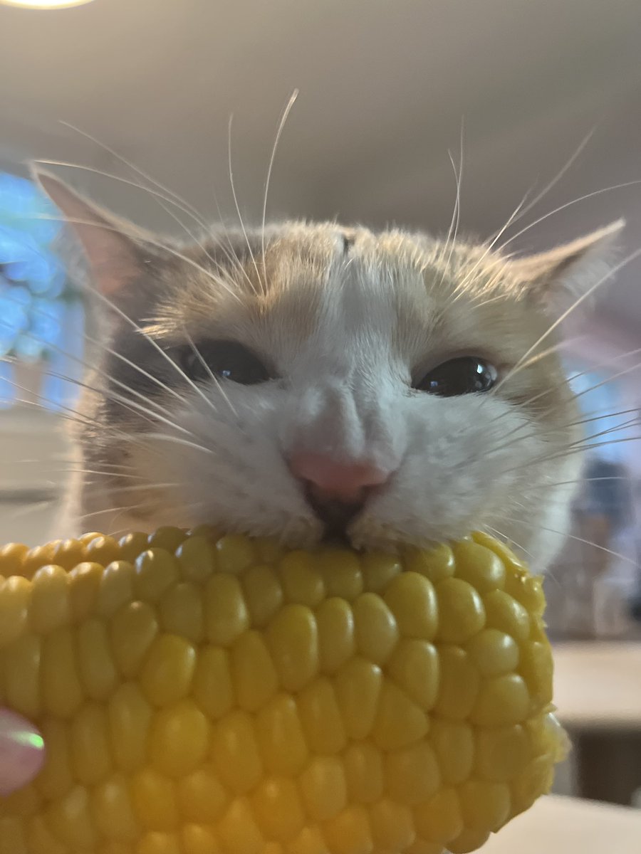 fatfatpankocat's tweet image. Corn