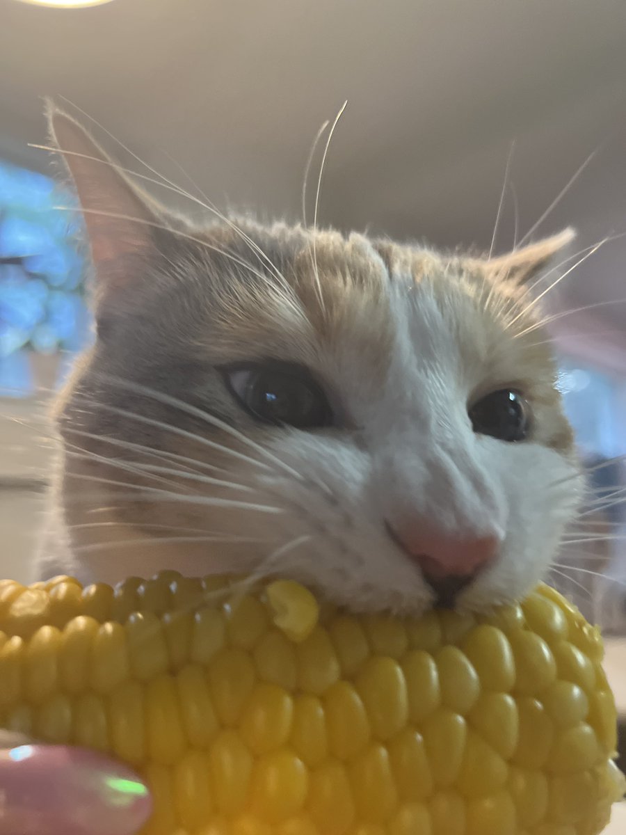 fatfatpankocat's tweet image. Corn
