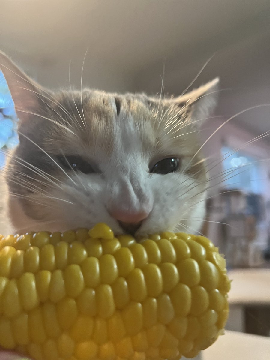 fatfatpankocat's tweet image. Corn
