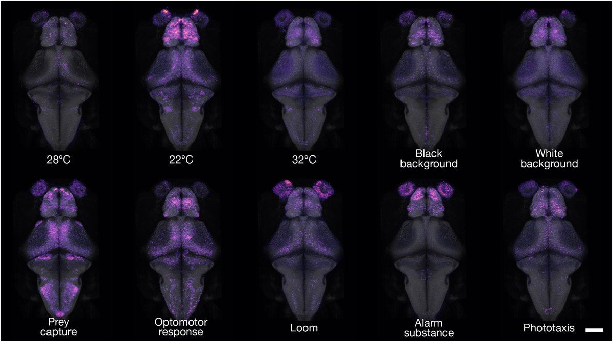 Science Magazine (@sciencemagazine) on Twitter photo Researchers in <a href="/ScienceAdvances/">Science Advances</a> have developed a new spatial map of #GeneExpression across the larval zebrafish brain that could help shed light on the neural mechanisms behind zebrafish behavior. scim.ag/1KM Researchers in <a href="/ScienceAdvances/">Science Advances</a> have developed a new spatial map of #GeneExpression across the larval zebrafish brain that could help shed light on the neural mechanisms behind zebrafish behavior. scim.ag/1KM