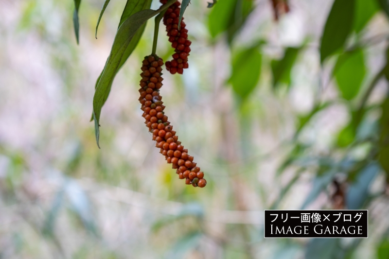 img_garage's tweet image. フウトウカズラ
コショウに似た赤い実をつけますが、つる性なのでこの木があるところはジャングルっぽい雰囲気になるのが面白いかな。

ブログ→ img-garage.com/31690/　　
#写真好きな人と繋がりたい #xt30 #fujifilm #2022年