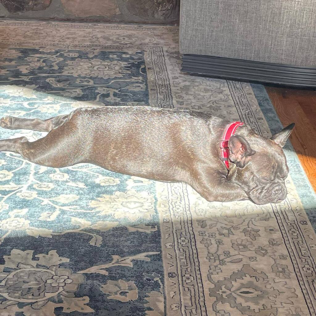 PopPugPeoBlog's tweet photo. Sittin' in the mornin' sun
I'll be sittin' when the evenin' comes
Watching the ships roll in
Then I watch 'em roll away again, yeah

.
.
.
.
#dog #dogs #dogstagram #dogsofig #dogoftheday #dogsofinstagram #atlanta #georgia #blog #blogger #pet #petoftheday… https://t.co/7EJcY2karw https://t.co/Nv2vEeHgpw