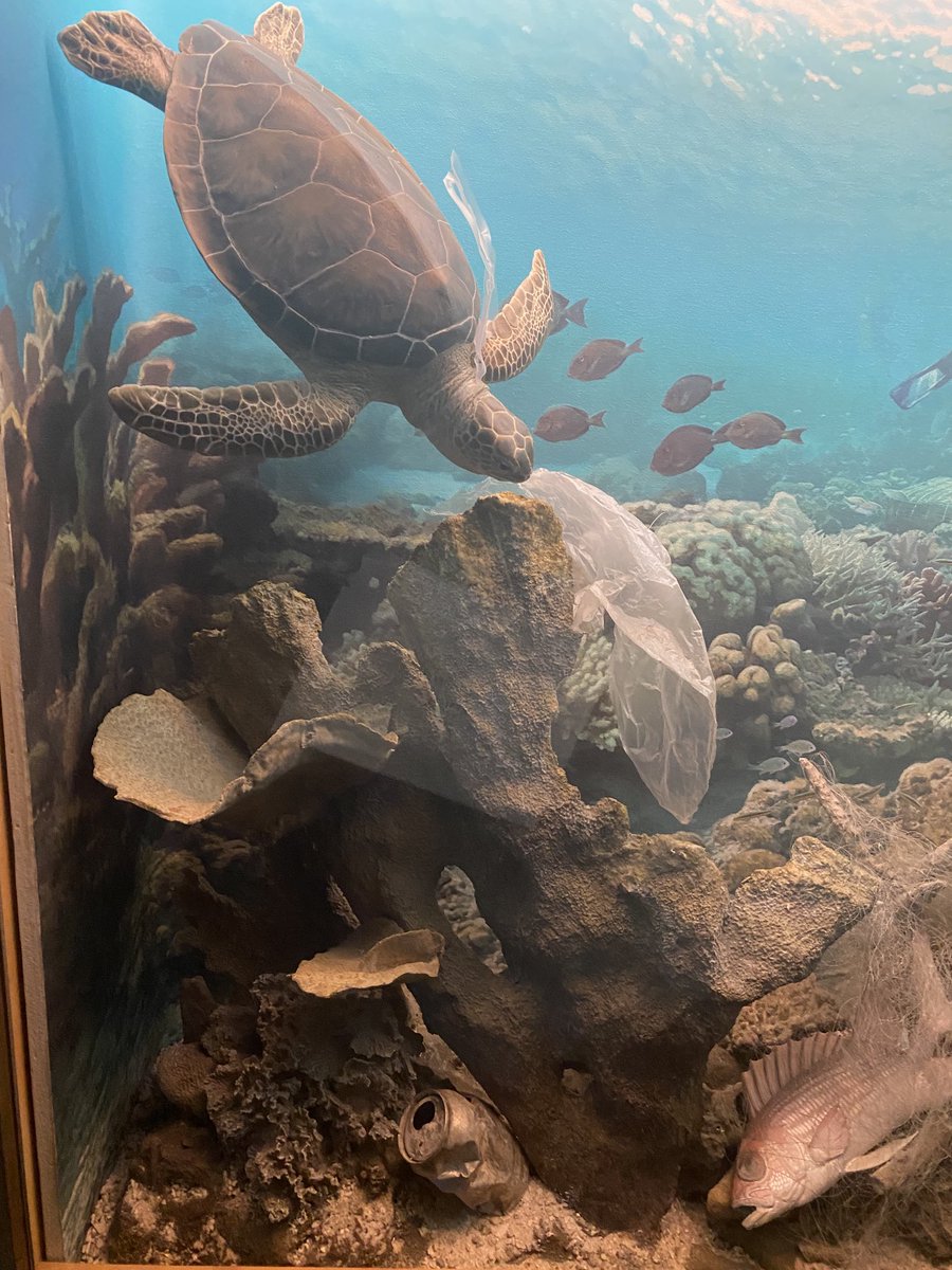 En la Our ocean que se está celebrando en Panamá quedó claro qué hay dos temas que llaman a reflexión,el sargazo y la contaminación por plástico de un solo uso