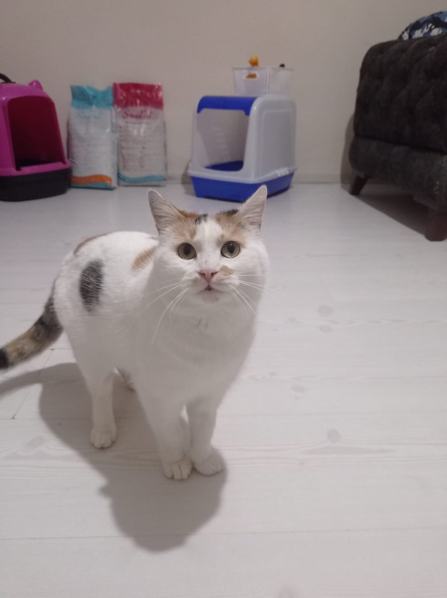 Aşureyi Izmirden istanbula getirebilecek biri var mi? Yuvasina ucacak ıstanbuldan
Rt eder miyiz