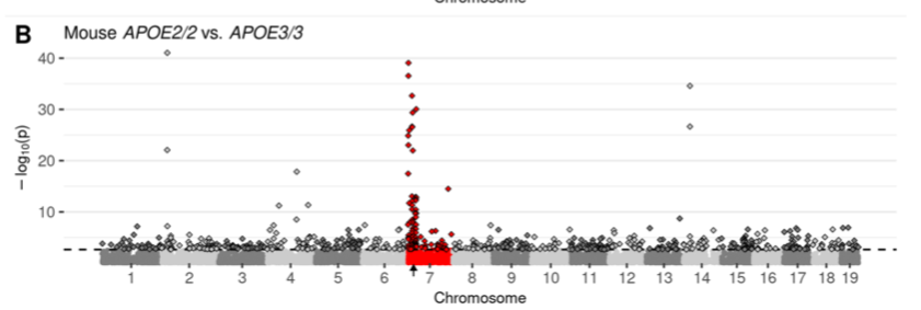Have you ever compared bulk transcriptomes between genome-edited animals? Are you checking whether the differentially expressed genes are coming from the mutant chromosome? 1/3

biorxiv.org/cgi/content/sh…