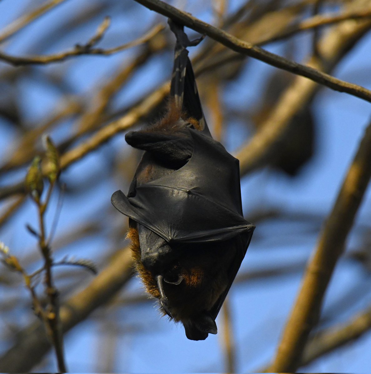 ~ Cocooned In Deep Slumber ~ Great Indian Fruit Bat ~
. 
#wildlifephotography 
. 
. 
. 
. 
#natgeoyourshot #wildlife #wildlifephotography #nikon850 #nikkor200_500 #bbcearthmagazine #bbcearth #yourshotphotographer  #naturephotographer #WestBengal #india #planetearth