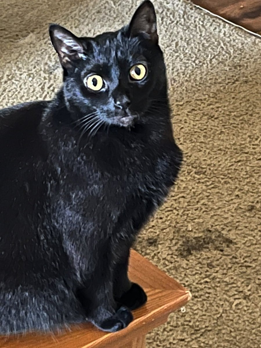 SummerJamZeni's tweet photo. @aileensenpai This is shuri, my favorite loaf of bread 🙏🏽 https://t.co/rnkLQThQln