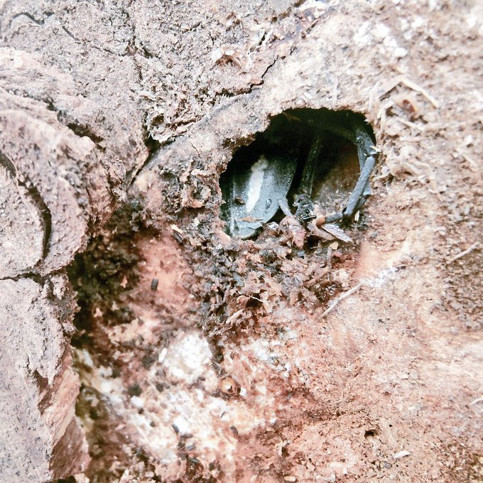 「伐採された木では生きられません。今回見つけた個体は運良く伐採時に蛹だったため、こ」|オオジカオリ/KOJIのイラスト