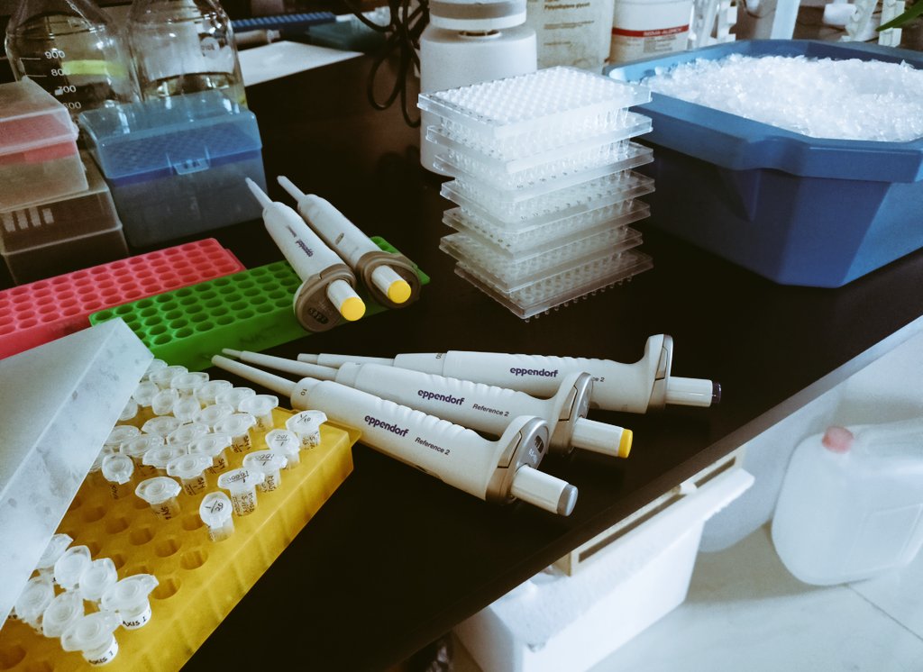 Sumandash1011's tweet photo. Is this enough for the day.. #phdvoice #GSL lab #qPCR https://t.co/jBmRoov13g