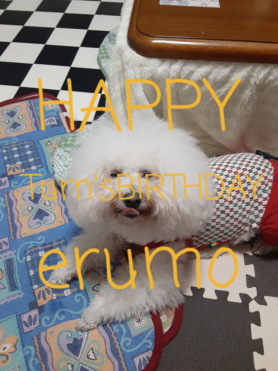3Erumo3's tweet photo. ＃bichonfrise ＃erumo 
3月3日🎎が誕生日‥♂️なのに😄
7歳になってしまった😸これで老犬突入かな😹今年は🍰作ってないし😢💨💨 https://t.co/mH8hoQPhGI